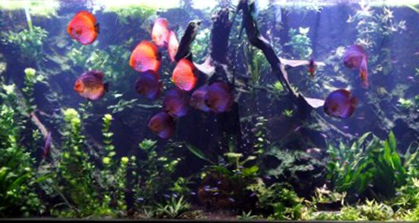 eclairage led aquarium pour 180cm marin eclairage aquarium led récifal  lumière