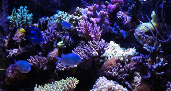 Éclairage Aquarium LED 5W Clipsable Lampe Plante d'eau Douce ou  Mer,Triomphe Aquarium Luminaires D