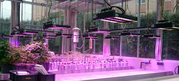 Eclairage LED horticole - terrarium, mur végétal, serre