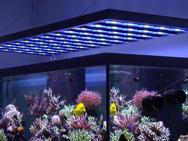 Quel éclairage LED choisir pour un aquarium ?